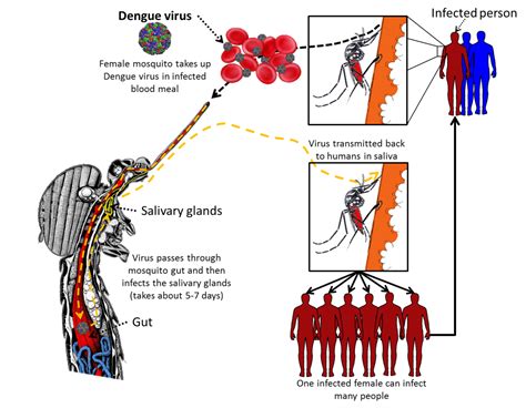 Diseases Dengue