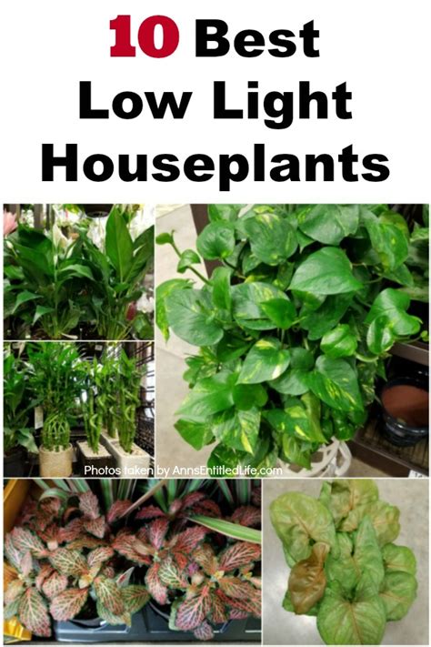 10 Best Low Light Houseplants