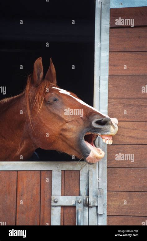 German Warmblood Equus Przewalskii F Caballus Yawning Out Of Stable