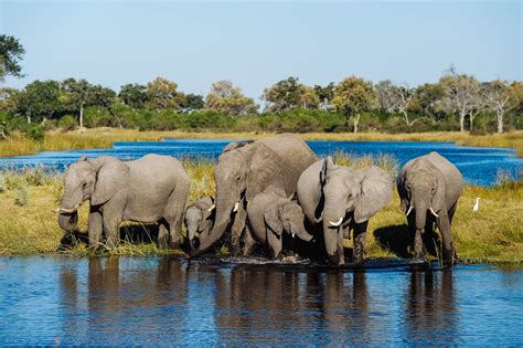 Witness Huge Herds Of Elephants In Chobe Timbuktu Travel