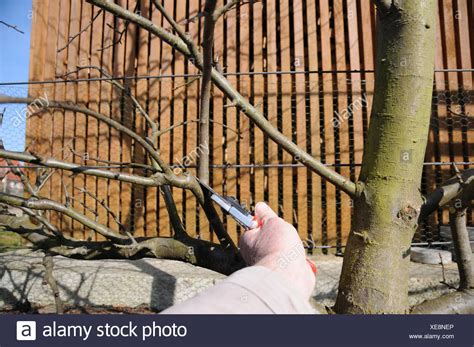 Pruning Espalier Apple Tree High Resolution Stock Photography And