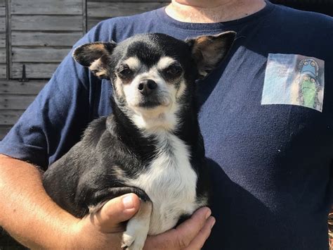 How to determine a dog's age? Magic - 5 year old female Chihuahua dog for adoption