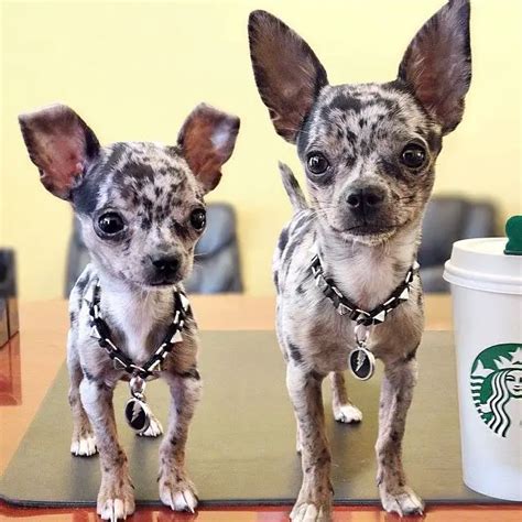 The 14 Cutest Teacup Chihuahua Dogs Youve Ever Seen The Paws