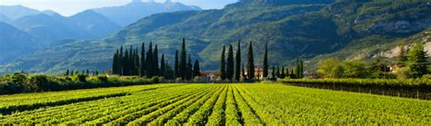 Hospitality Chain Trentino Alto Adige Wine Region Hospitality Chain