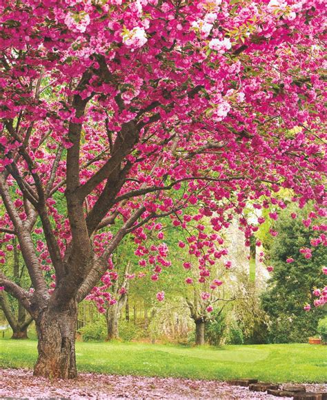 Pin By Baby Jane Mcconkey On Think Pink Flowering Cherry Tree