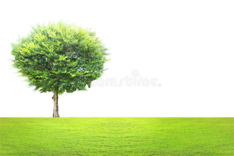 Green Tree Landscape Stock Image Image Of Agriculture 39267971