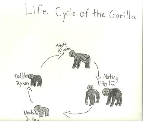 Mountain Gorilla Mountain Gorilla Life Cycle