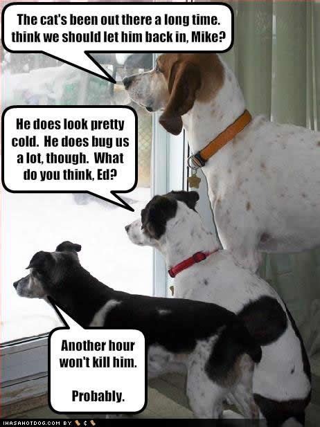 Funny Dog Pictures With Captions Bing Images Funny Dog