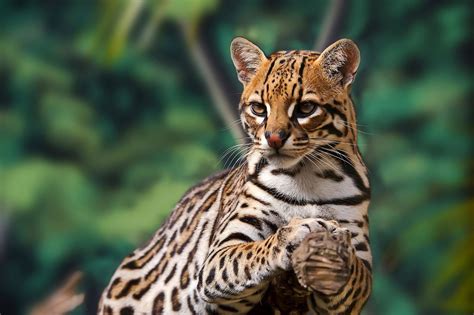 Small Wild Cat Conservation Foundationlearn More