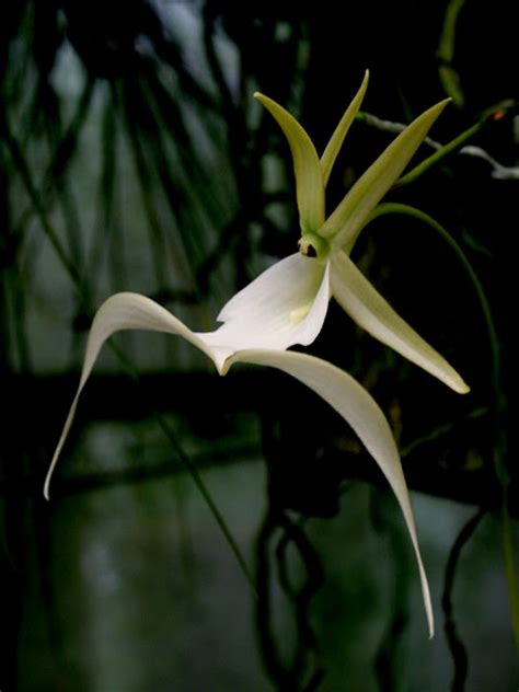 The Illusive Ghost Orchid And Other Endangered Florida Orchids