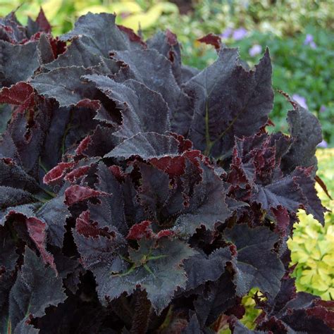 Submitted 1 year ago by leafma. Begonia 'Black Taffeta' | TERRA NOVA® Nurseries, Inc.