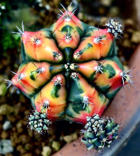 Strangely, the plant is something of a mutant and lacks the ability to produce chlorophyll, which means they must be grafted onto a rootstock with that ability. #gymnocalycium mihanovichii variegata #desertplants # ...