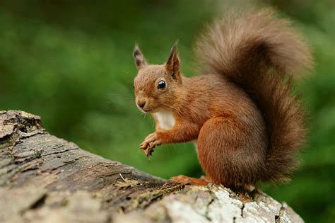 Hd Wallpaper Brown Squirrel On Tree Trunk During Daytime Rodent