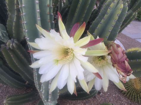 Desert cacti desert cacti hail from throughout the arid regions of the america's and surrounding islands. Apr 19th 2018 cactus bloom on Desert Wind Circle. | Cactus ...