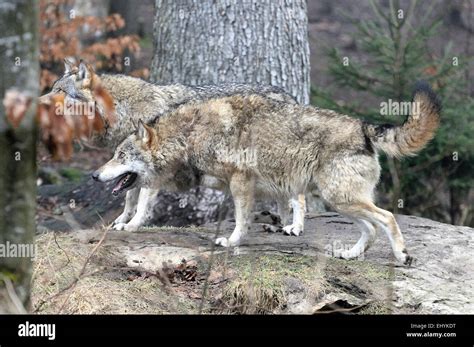 Canis Lupus Canids European Wolf Animal Gray Wolf Predators