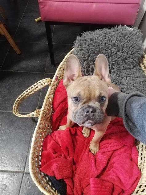 DWKC Registered French Bulldog For Sale - Dogs For Sale Ireland
