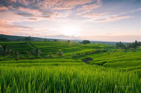 31+ Gambar Background Pemandangan Sawah - Kumpulan Gambar ...