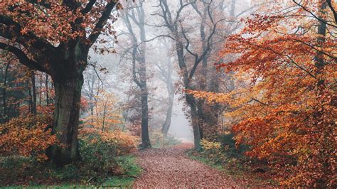 Dark Autumn Forest Wallpapers Wallpaper Cave