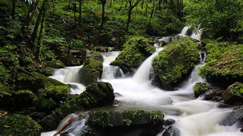 El Yunque En Puerto Rico Un Bosque Perdido En El Caribe El Souvenir