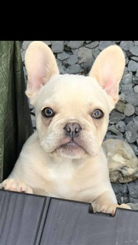 Their solid coat texture that may be golden tan, reddish tan, light tan or cream, gives them an. Blue Cream Maskless French Bulldog Stud Carry at | Stoke ...
