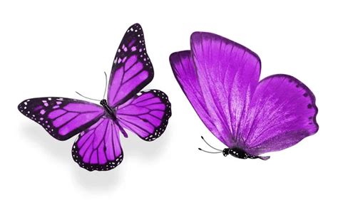 Purple Butterfly — Stock Photo © Thawats 46723889