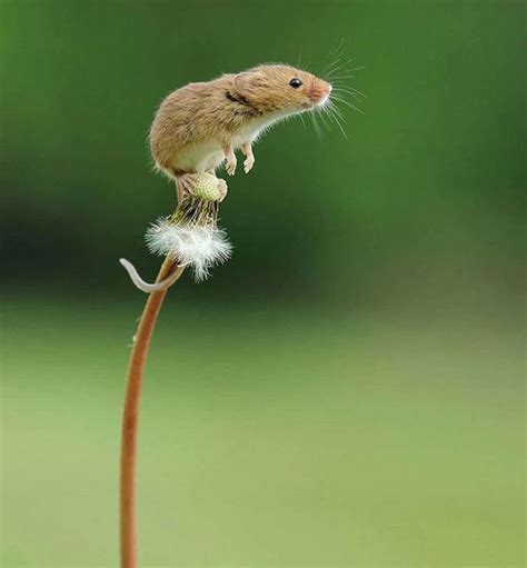 35 Adorable Pics Of Harvest Mice Living Their Little Lives Mywaste My