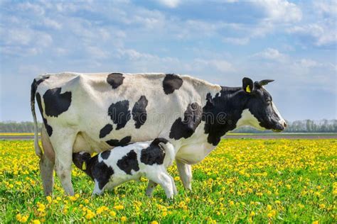 Koe En Het Drinken Kalf In Nederlandse Weide Met Paardebloemen Stock