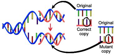 For all questions with a blank space write out the entire sentence and fill in the blank. Mutation, radiation - Biology Notes for IGCSE 2014