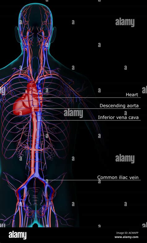 The Blood Supply Of The Upper Body Stock Photo Alamy