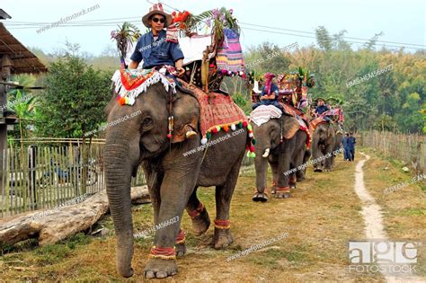 Laos Sainyabuli Province Hongsa Elephant Festival Elephant