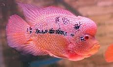 Louhan cencu r&b series подробнее. Mari Kenali Louhan Cencu Mutiara Lebih Dekat - Ikan Hias ...