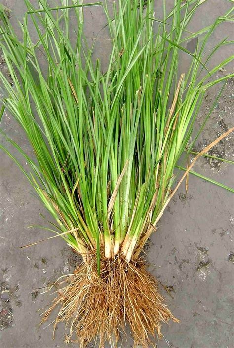 5 Incredible Health Benefits Of Vetiver Plants Vetiver Grass