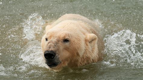 Happy Birthday Giant Polar Bear Turns 16 Calendar Itv News