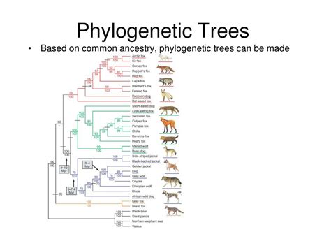 Ppt Identifying Species Using The Species Concept Powerpoint