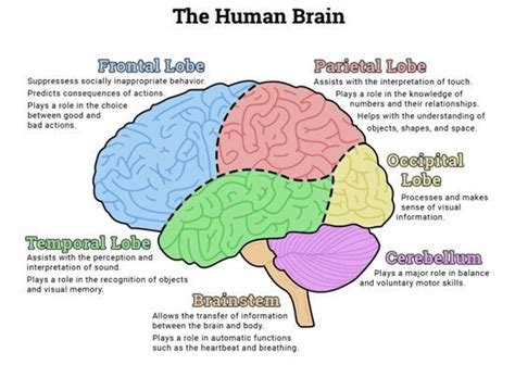 Ap Psychology Brain Worksheets Fresh Psychology Worksheets