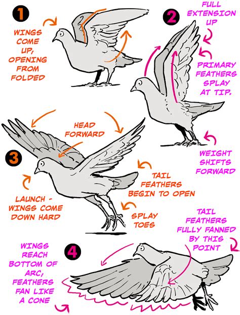 How To Draw Bird Wings Art Rocket