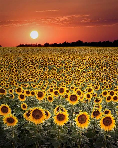 Sea Of Sunflowers 🌻 From Kyrenian Sunflower Pictures Sunflower