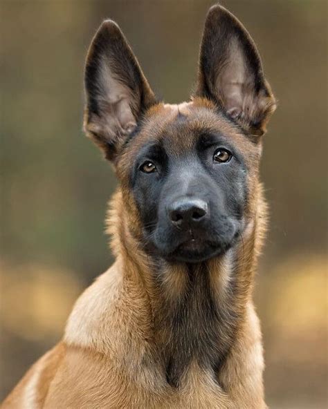 15 Amazing Facts About Belgian Malinois You Probably Never Knew The