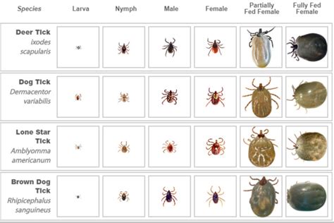 Types Of Ticks Chart