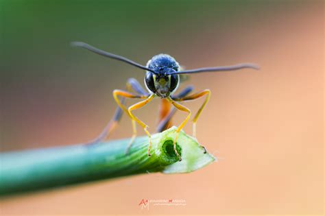 Ammophila Wasp Juzaphoto