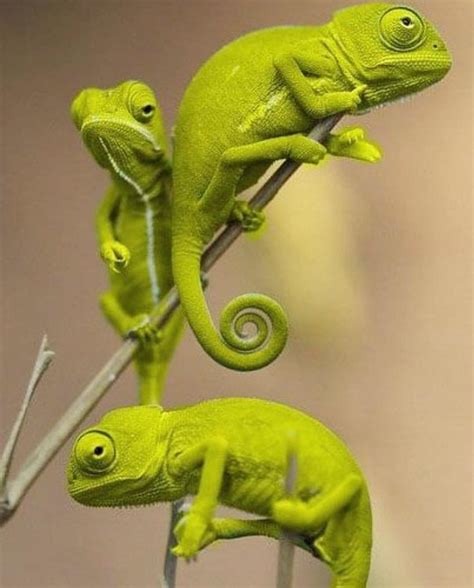 Cute Green Chameleon Cute Small Animals Cute Reptiles Baby Animals