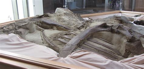 3 Million Deal Will Keep Rare Mummified Dinosaur On Display The