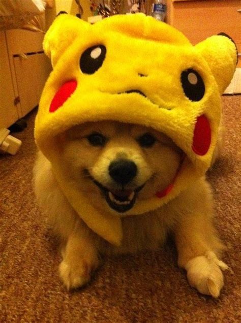 Is pikachu based on the animal known as a pika? BubzBeauty - Home | Cute animal pictures, Cute animals ...