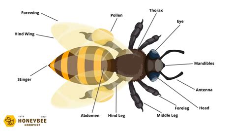 Honey Bee Anatomy Characteristics Graphics And Descriptions