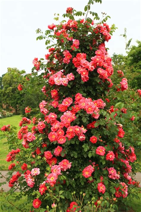 Strong, upright canes produce an early flush of the large 4, tangerine orange flowers with good rebloom occurring through the season. How to Grow Climbing Roses in a Small Space Garden Photos ...