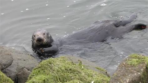 Sea Otters Tool Use Leaves Behind Distinctiv Eurekalert