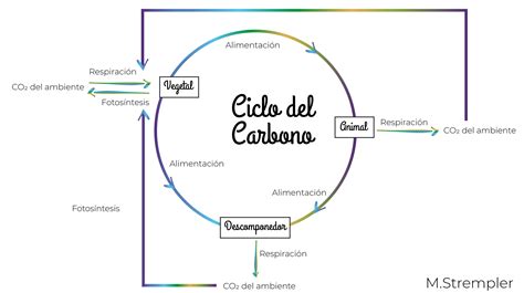 Ciclo Del Carbono Mstrempler Ciclo Del Carbono Bioquímica Fotosintesis