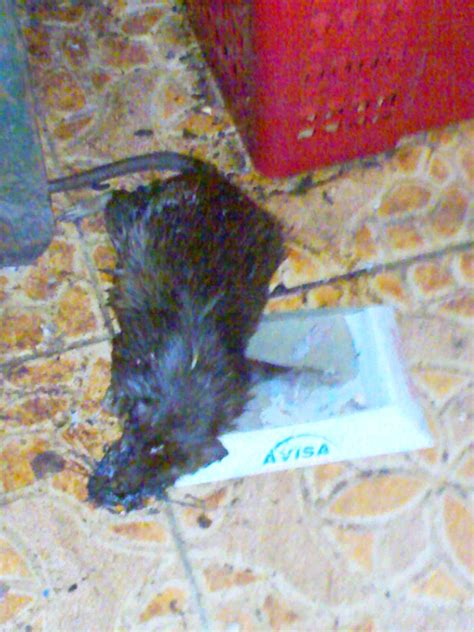 Avisa mandiri , the expert pest control, rodent control, termite control, fumigation jakarta office : AVISA PEST CONTROL: Jasa Pengendalian Serangga dan tikus ...