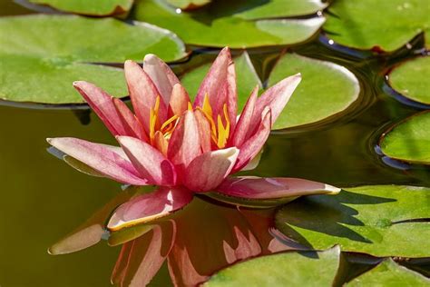 Free Image On Pixabay Water Lily Aquatic Plant Flower Floating