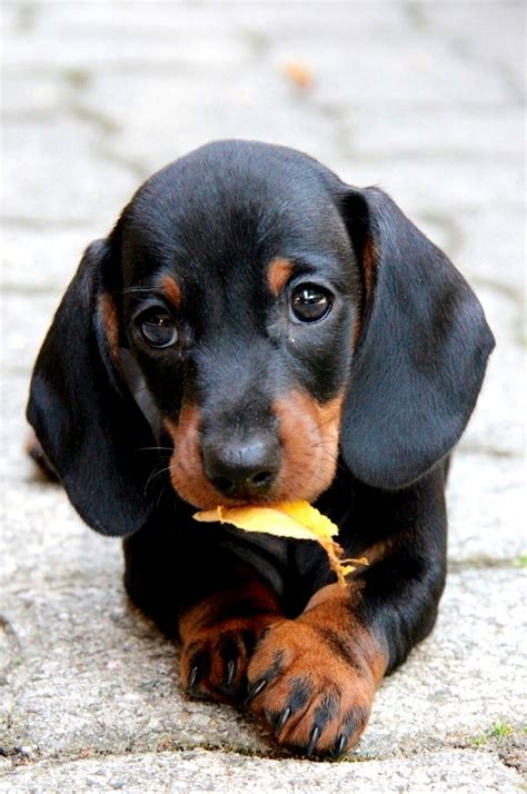 All of these black and white dachshund resources are for free download on pngtree. 20 Reasons Dachshunds Are The Worst Dogs To Live With
